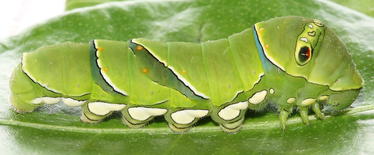 葉の上の、緑色の体に目玉のようなもようがあるナミアゲハの幼虫