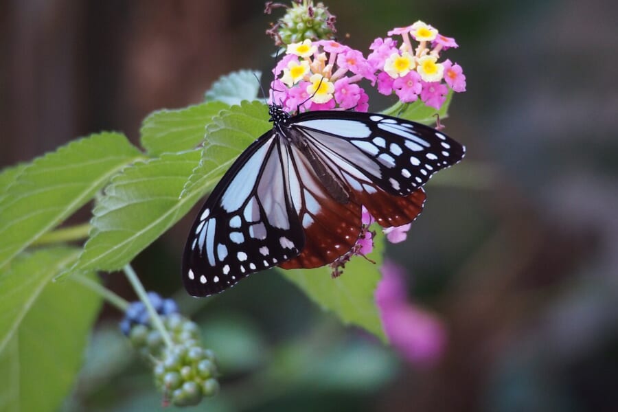 小さなピンクと黄色の花の上で、白っぽい水色と茶色の翅を広げるアサギマダラ