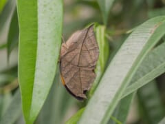 細長い緑の葉の間で翅を閉じ、茶色いかれ葉のように見えるコノハチョウ