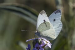 紫色の花にとまる、前翅に黒い点がある白いモンシロチョウ