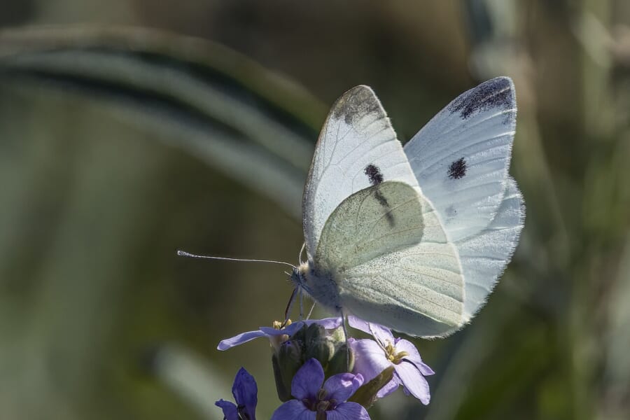 紫色の花にとまる、前翅に黒い点がある白いモンシロチョウ