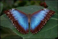 緑の葉の上で、ふちが茶色で中央があざやかな青い翅を広げるモルフォチョウ