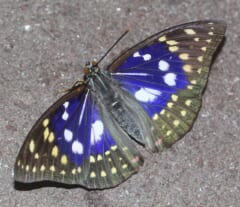地面の上で、青い部分と白や黄色の点がある茶色の翅を広げるオオムラサキのオス