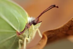 黄緑色の翅のチョウの頭部。大きな黒い目と、先がふくらんだ赤茶色の触角が写っている