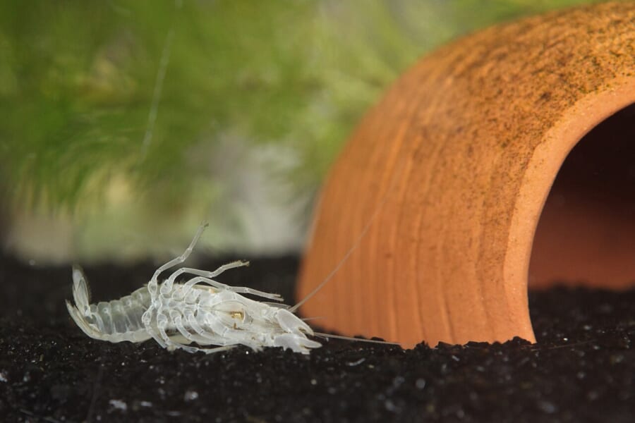 水槽の底に横たわる、白く透けたザリガニのぬけがら
