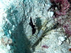 海底の巣穴の入り口にいる、黒と白のハゼと、まだら模様のエビ