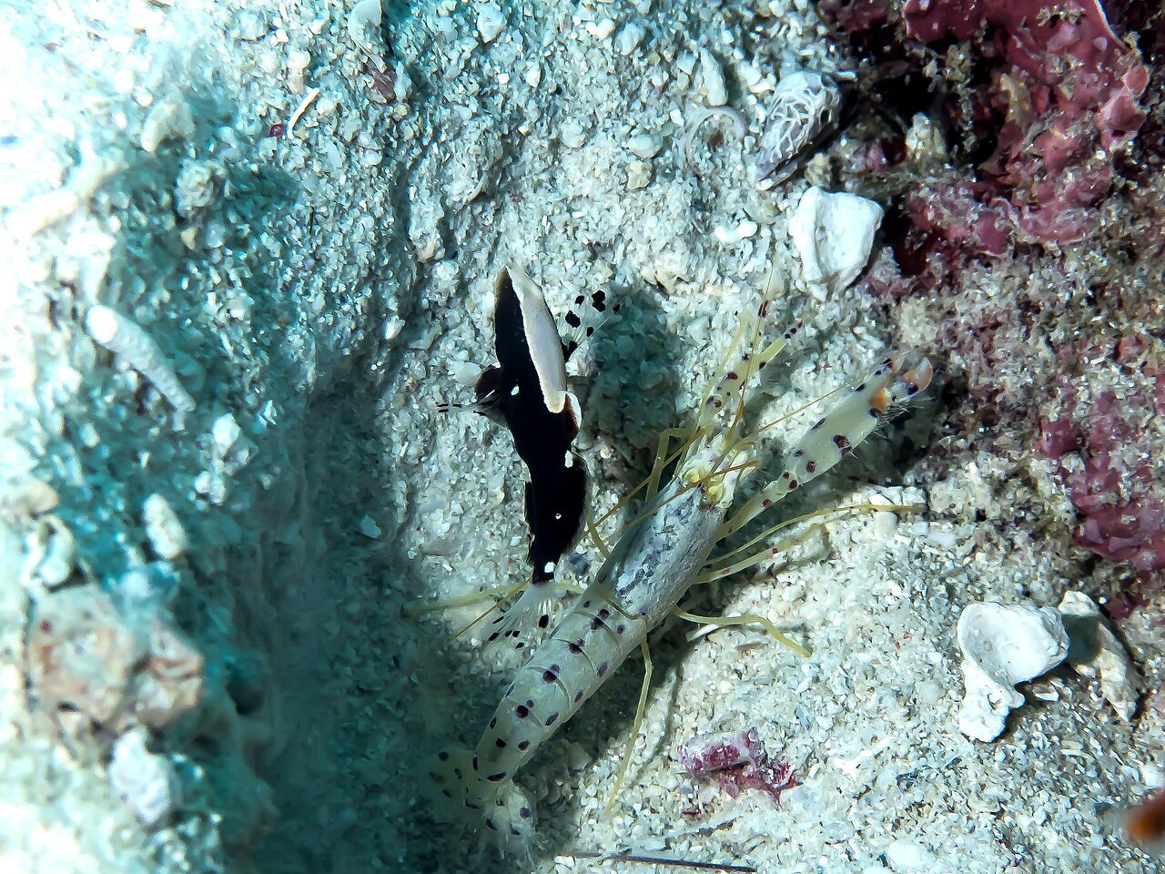 海底の巣穴の入り口にいる、黒と白のハゼと、まだら模様のエビ