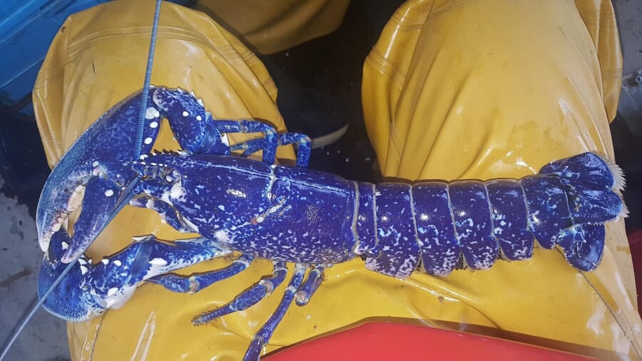 黄色い防水ズボンの上にのせられた、あざやかな青色のロブスター