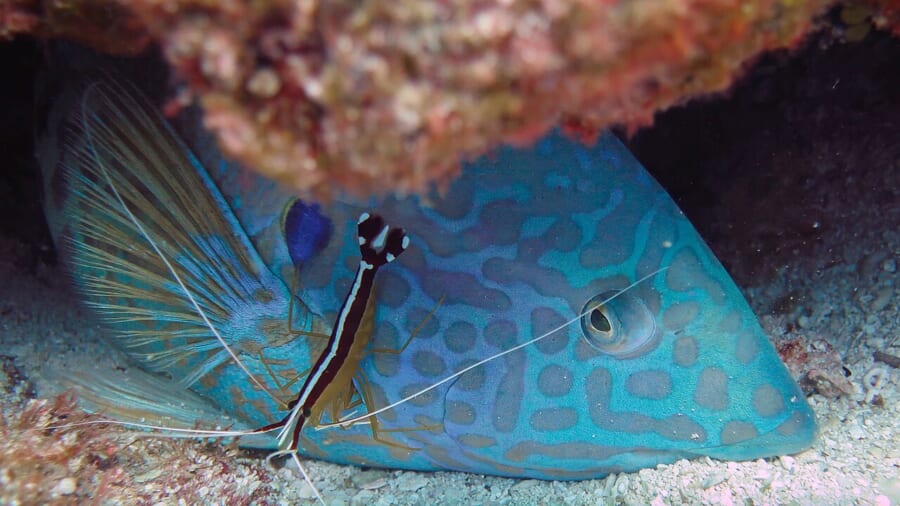 青い模様の魚の顔の横に止まる、赤と白のすじのある細いエビ