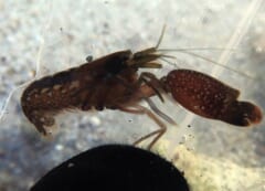 片方だけ大きなハサミをもつ、茶色いエビ