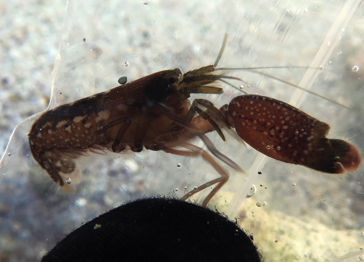 片方だけ大きなハサミをもつ、茶色いエビ
