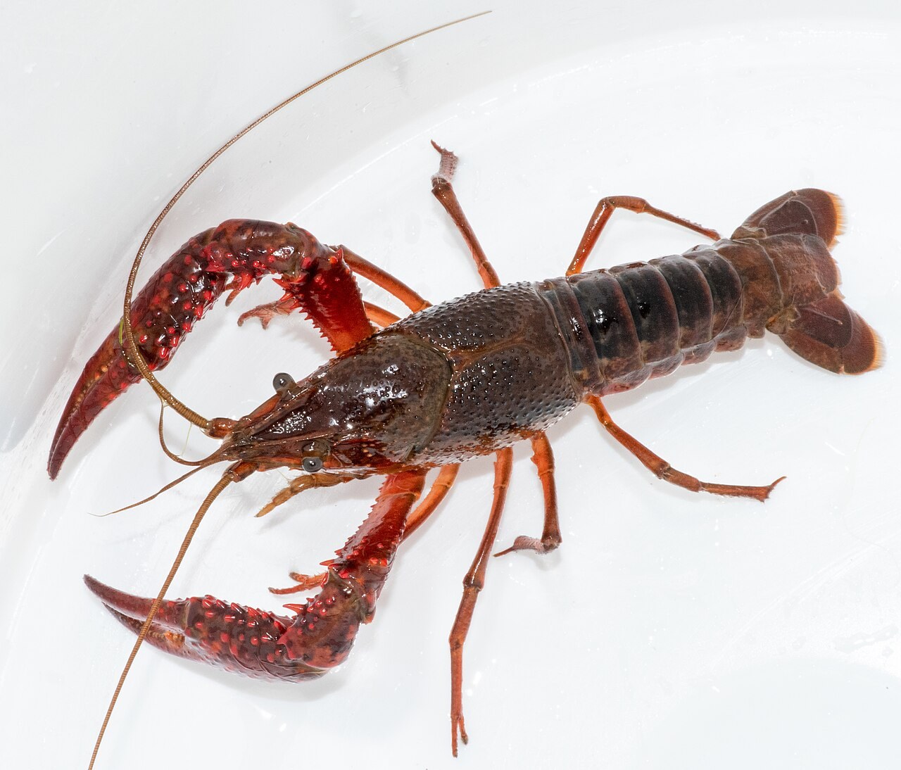 白い容器の中の、赤い大きなハサミをもつザリガニ