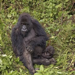 草の上にすわったゴリラの母親が、ひざもとに小さな赤ちゃんを抱いている