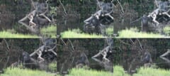 水たまりの中で、ゴリラが片手に長い枝を持ち、2本足で立って進むようすを写した6枚の連続写真