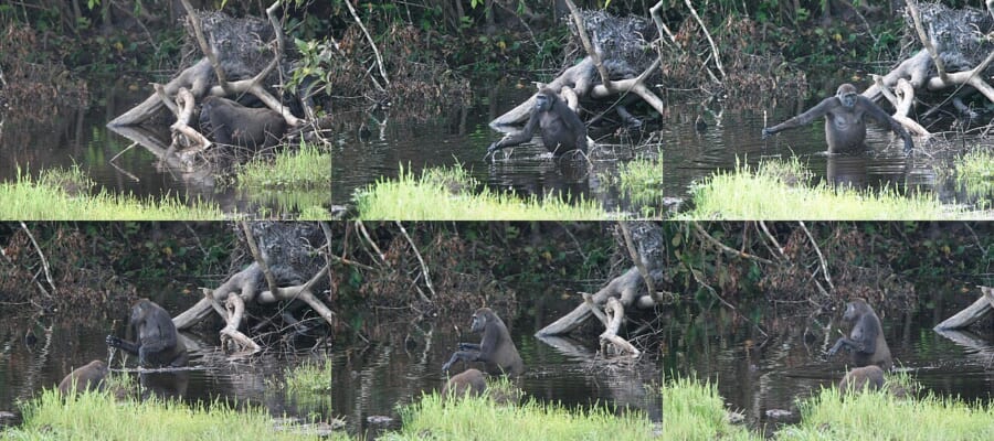 水たまりの中で、ゴリラが片手に長い枝を持ち、2本足で立って進むようすを写した6枚の連続写真