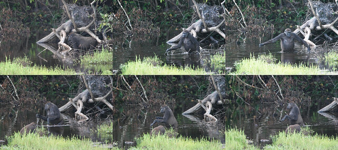 水たまりの中で、ゴリラが片手に長い枝を持ち、2本足で立って進むようすを写した6枚の連続写真