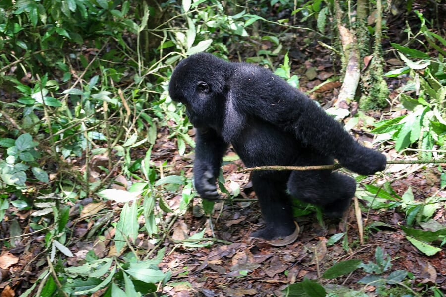 森の地面の上を、2本足で立って歩く黒い毛の子どものゴリラ