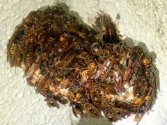 白い壁についた巣の上に、細長い茶色のハチがびっしりと集まっている