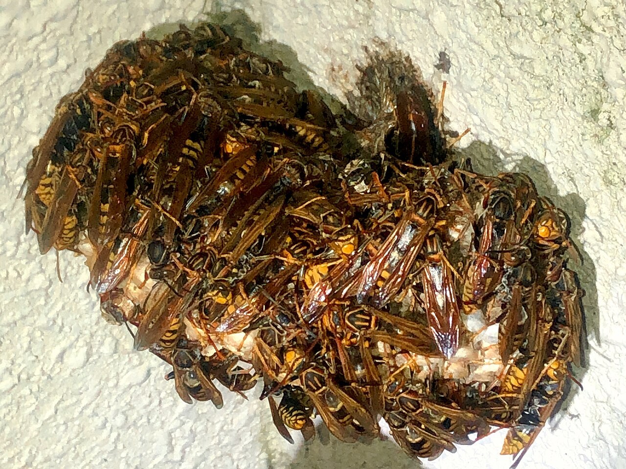 白い壁についた巣の上に、細長い茶色のハチがびっしりと集まっている