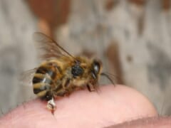 人の指先にとまって腹の先の針を刺している、茶色と黒のしま模様のミツバチ