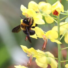 黄色い花の房にしがみつく、胸に黄色い毛が生えた、ずんぐりした黒いハチ