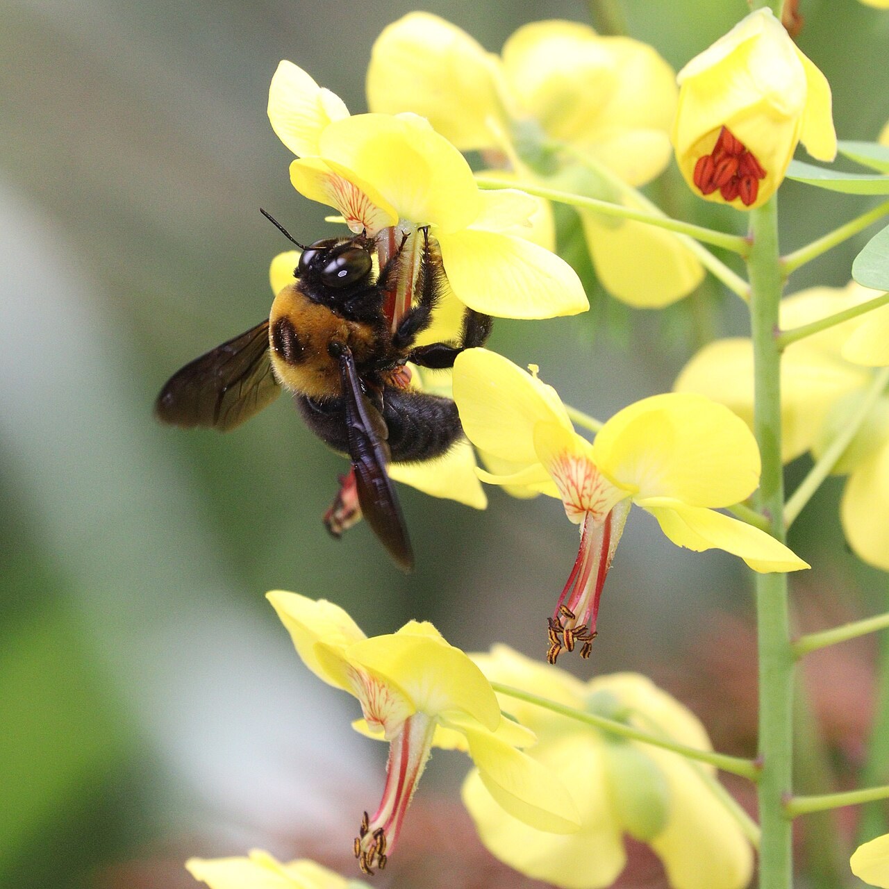 黄色い花の房にしがみつく、胸に黄色い毛が生えた、ずんぐりした黒いハチ