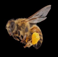 黒い背景の前のミツバチ。後ろ足にオレンジ色の花粉のかたまりがついている