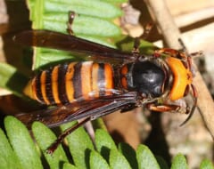 シダの葉の上にとまる、オレンジ色の頭と、オレンジと黒のしま模様の腹をもつ大きなハチ