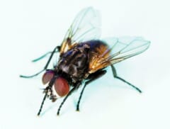白い背景の上にとまった、灰色のしま模様の体と赤茶色の大きな目をもつハエ