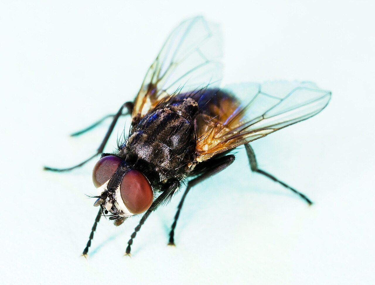 白い背景の上にとまった、灰色のしま模様の体と赤茶色の大きな目をもつハエ