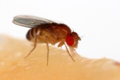 バナナの上で口をのばしている、赤い目をした小さな茶色のハエ