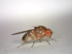 白い紙の上に立つ、赤い目と茶色の体をした小さなハエ