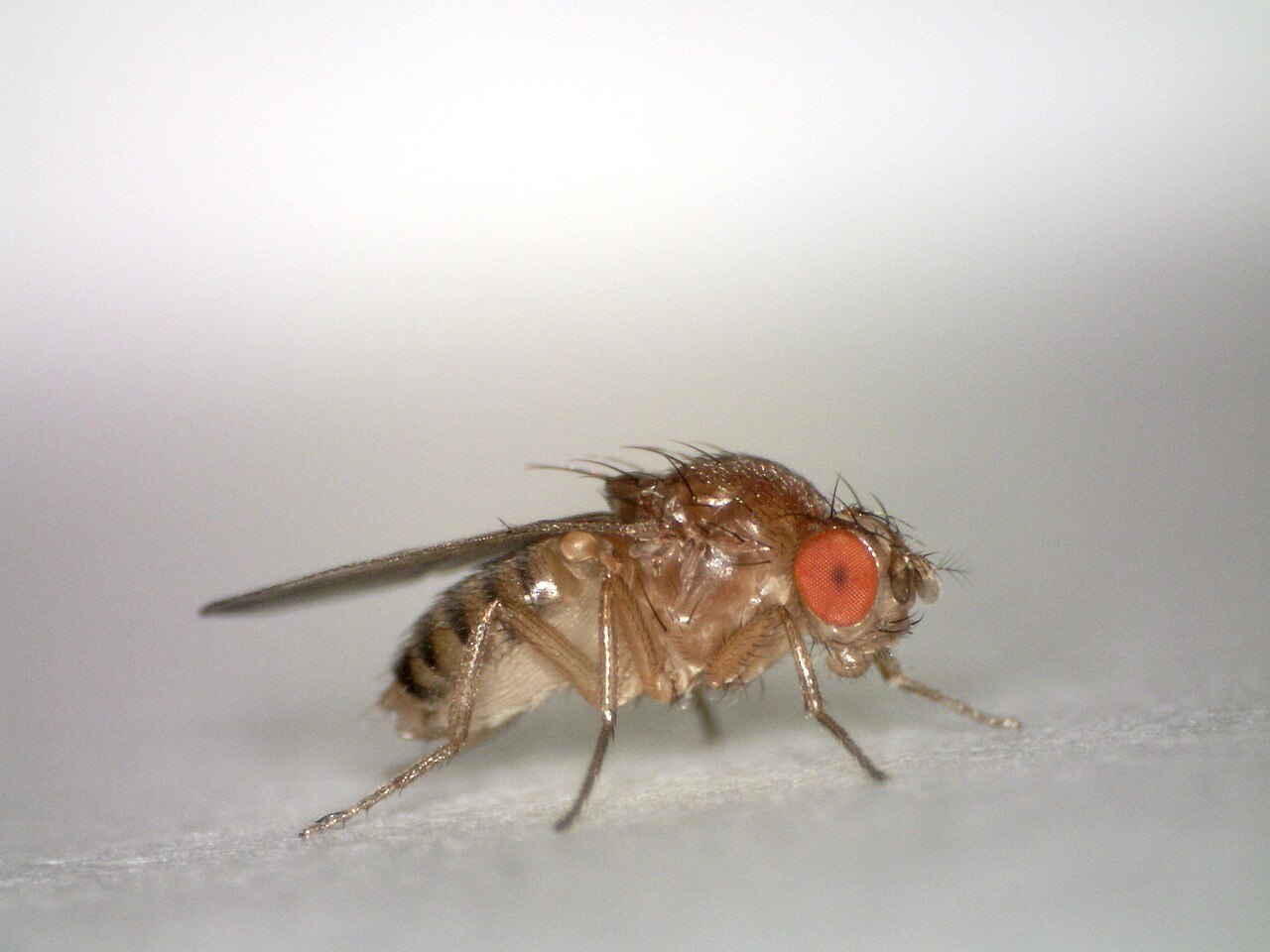 白い紙の上に立つ、赤い目と茶色の体をした小さなハエ
