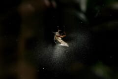 黒い背景の中央にとまったハエの死がいと、そのまわりに白く飛び散った粉