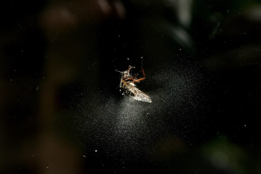 黒い背景の中央にとまったハエの死がいと、そのまわりに白く飛び散った粉