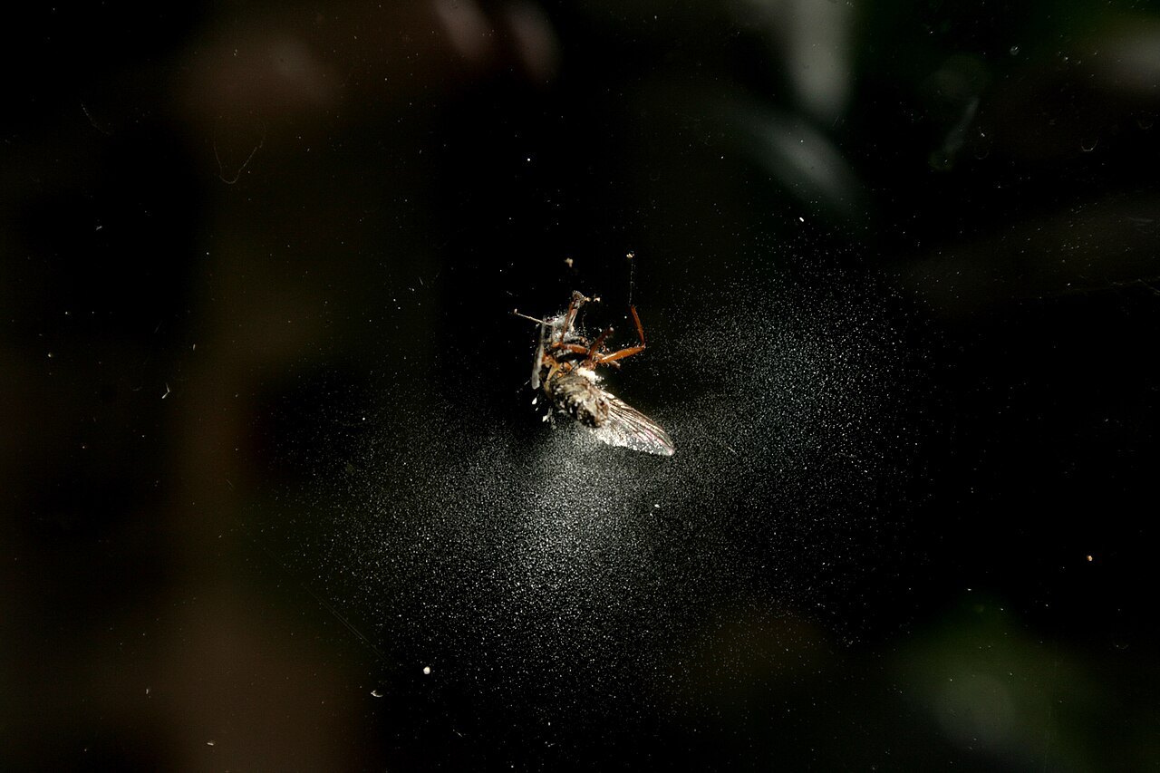 黒い背景の中央にとまったハエの死がいと、そのまわりに白く飛び散った粉
