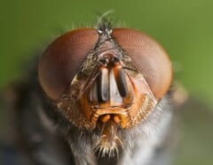 赤茶色の大きな2つの複眼と、毛の生えた口元が正面から写ったハエの顔