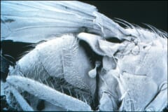 毛の生えたハエの胸の横に、先の丸い小さな棒状の器官が見える青白い拡大写真