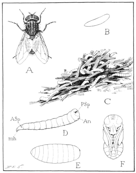 ハエの成虫、細長い卵、たくさんのウジ、1匹のウジ、俵形の殻、さなぎを描いた白黒の図