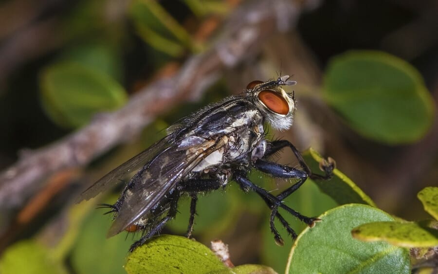 緑の葉にとまった、灰色と黒のしま模様の体に赤い目をもつハエ