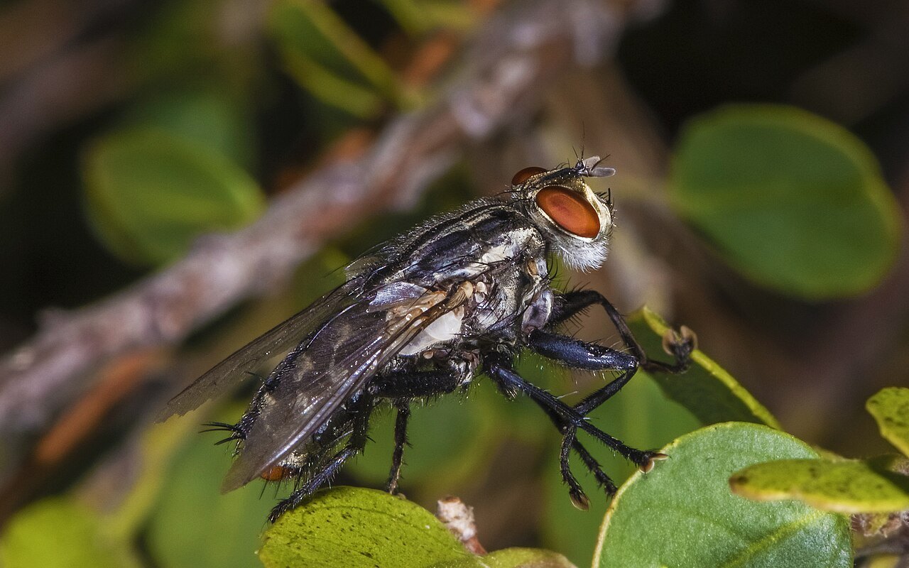 緑の葉にとまった、灰色と黒のしま模様の体に赤い目をもつハエ