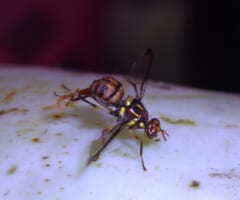 白っぽいウリの表面にとまった、黄色と茶色のもようのハエ