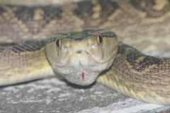 正面からこちらを見るハブの顔