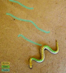 砂の上をS字にくねって進む小さなヘビと、色分けされた体と跡