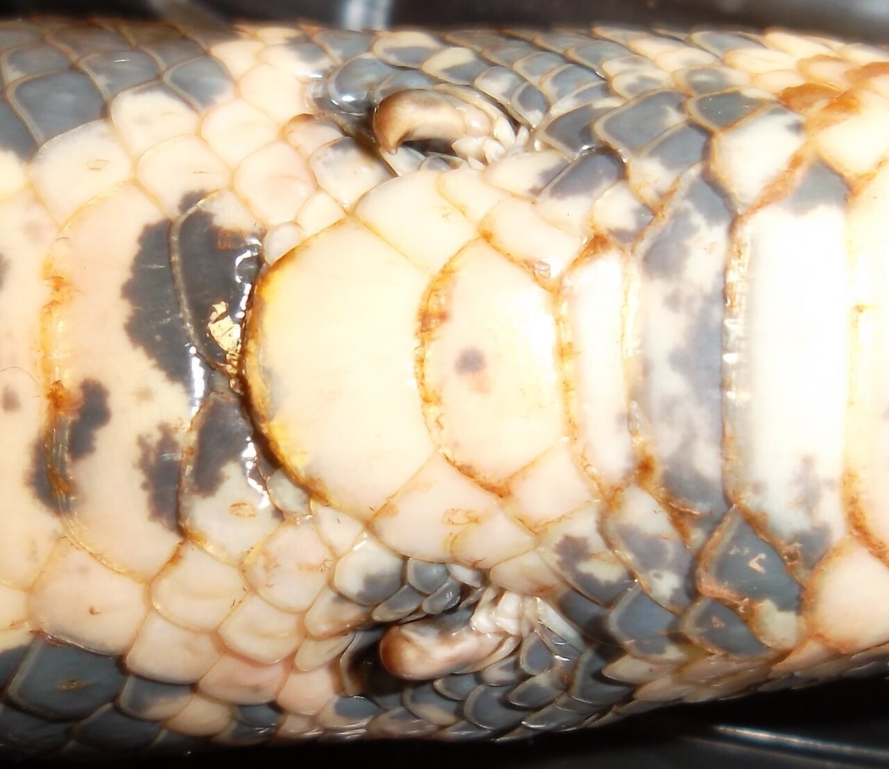 ヘビの腹側の総排出口の両わきにある小さなつめ