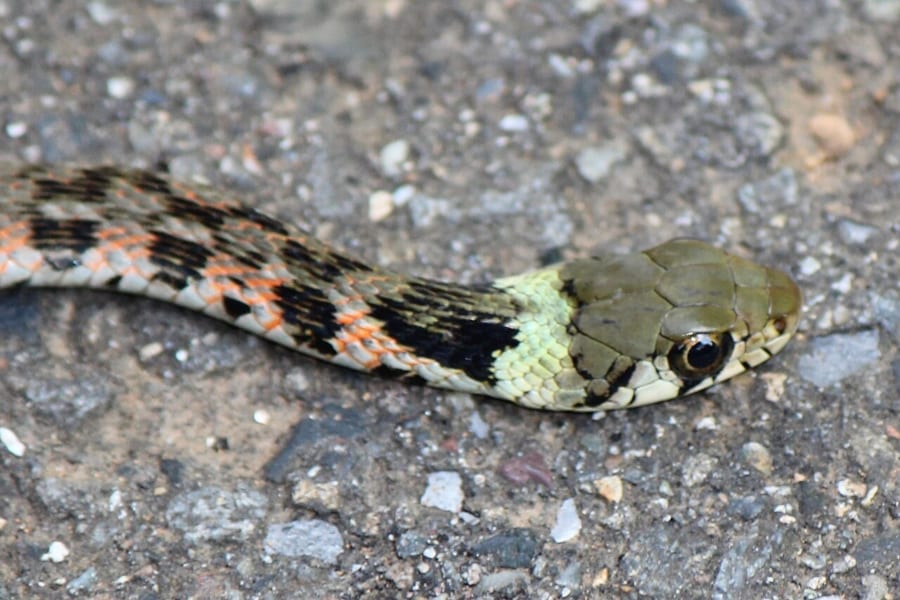 首に黄色い帯があるヤマカガシの頭