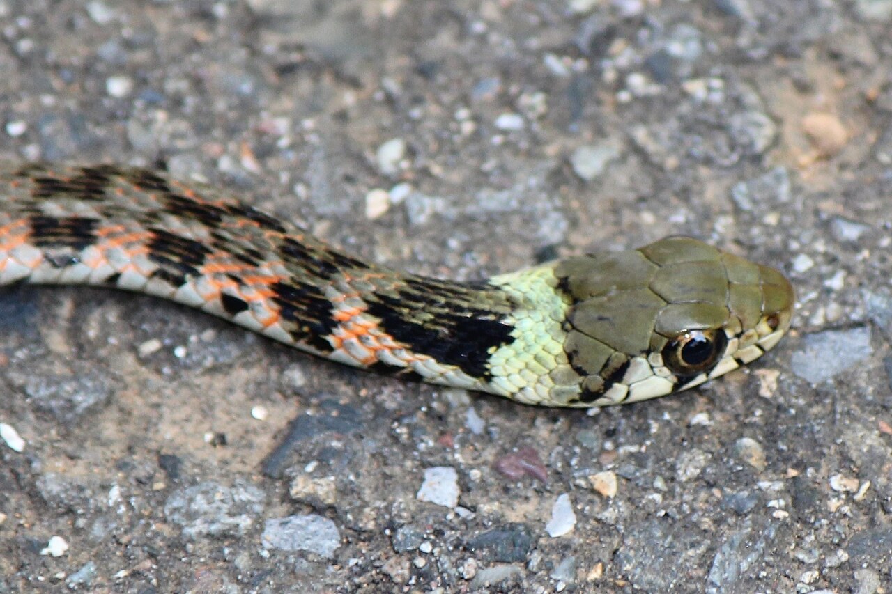 首に黄色い帯があるヤマカガシの頭