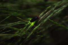 暗い夜の草むらで、細い草の穂にとまり、おしりのあたりを黄緑色に光らせている黒いホタル