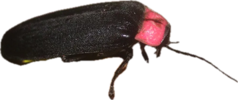 ホタル