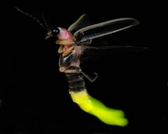 黒い背景の中、翅を広げて飛ぶホタル。腹部の先が明るい黄緑色に光っている